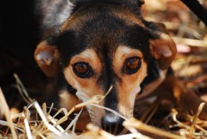 Tierheim Tiere suchen ein Zuhause